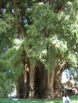 Montezuma Cypress