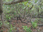 Pirangi cashew tree